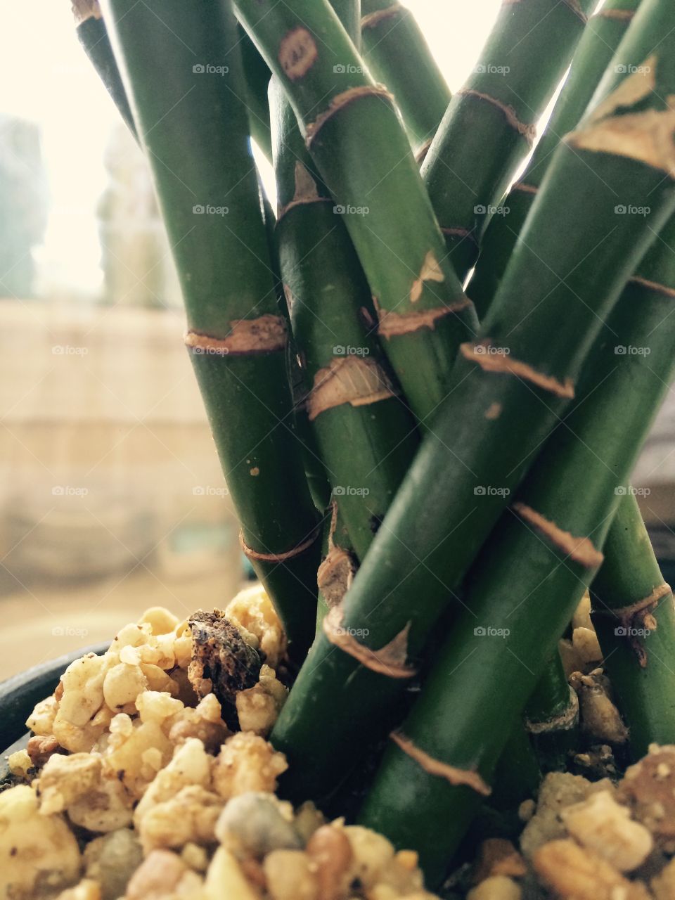 Bamboo Plant
