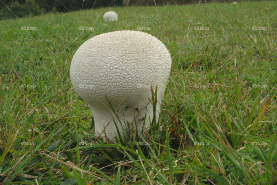 puffball mushroom
