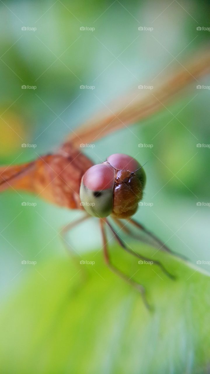 Macro shot of insect's compound eye
