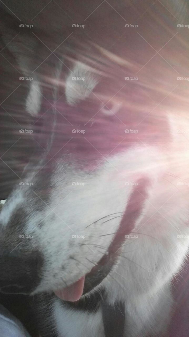 sun dog. Yukon in the sun rays in the truck