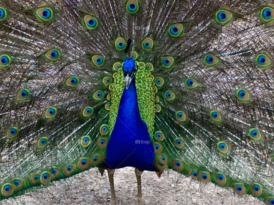 Peacock . Peacock feathers open