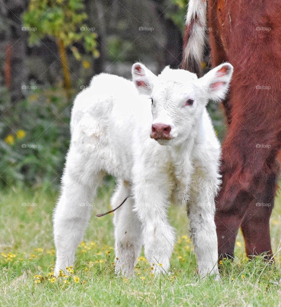 Newborn Shorthorn calf with umbilical cord attached. 