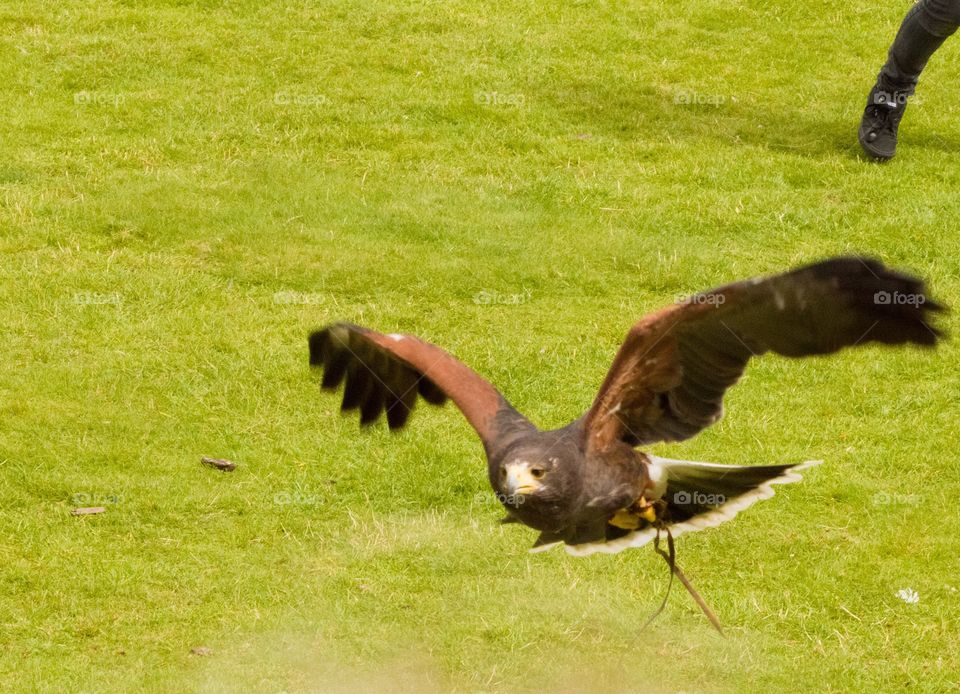 In Flight