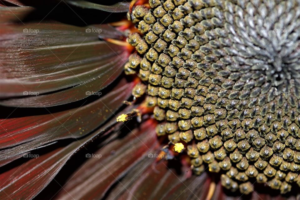 black sunflower