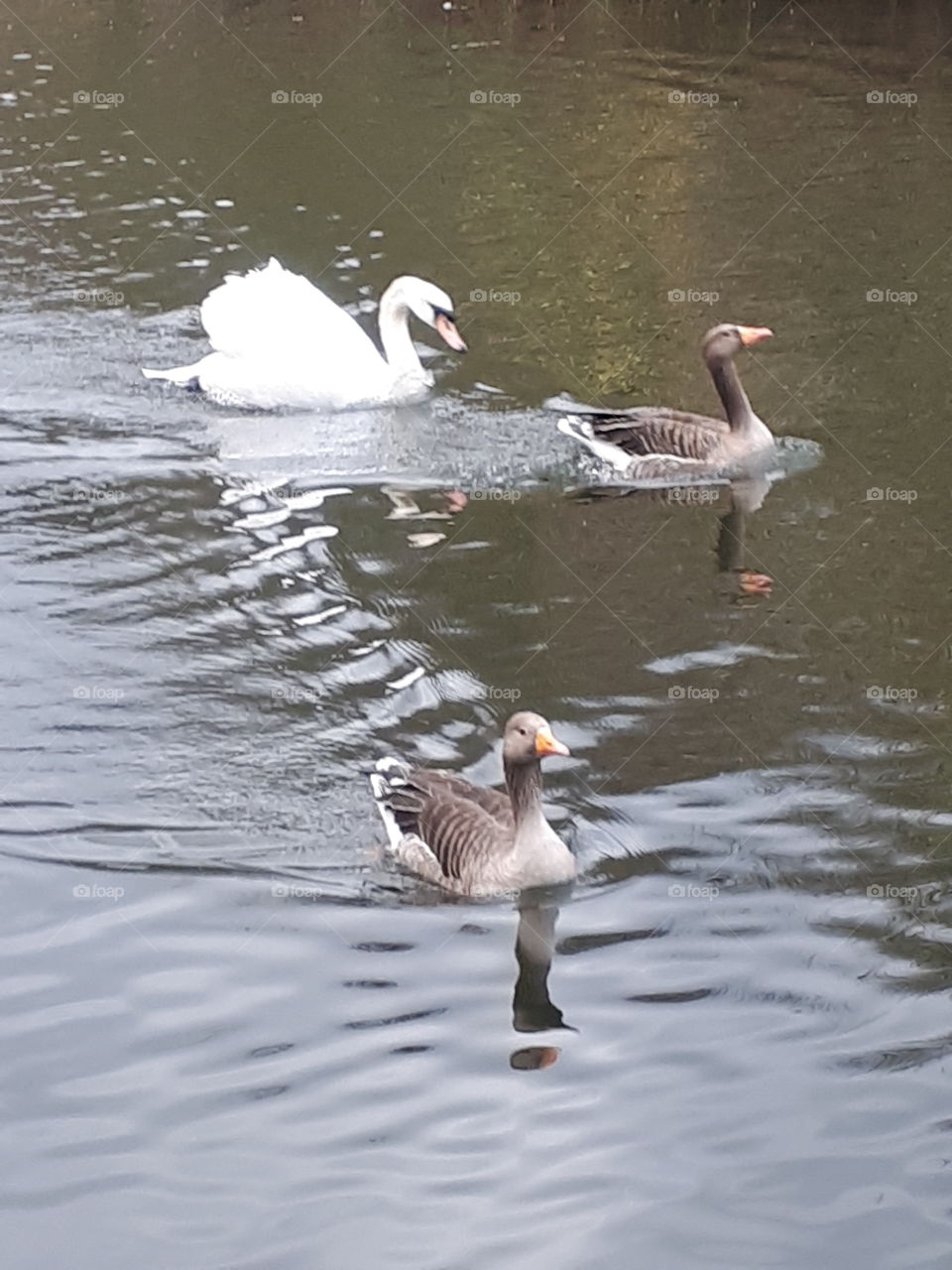 Swan And Two Geese