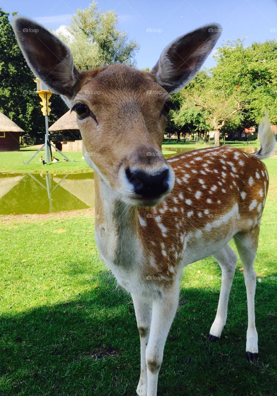 The fallow deer