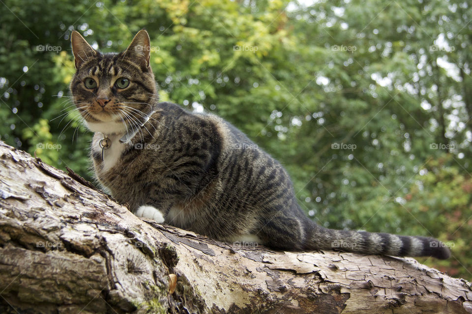 Cat sitting on dead tree