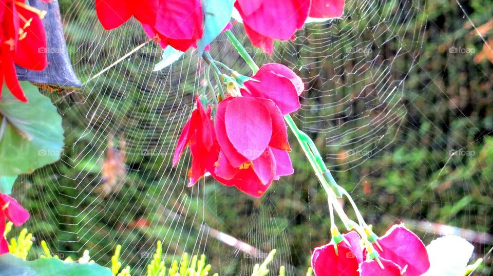 flowers and web