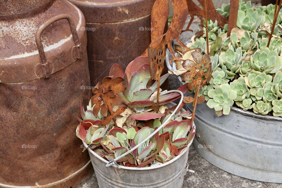 Succulent plants variety  in vintage antique tin pails and bucket