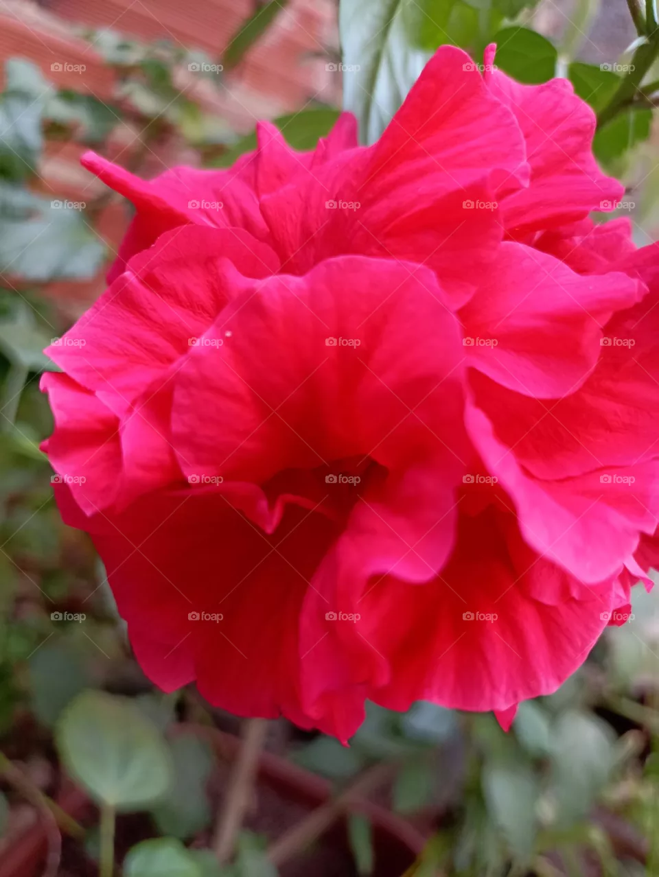 flor