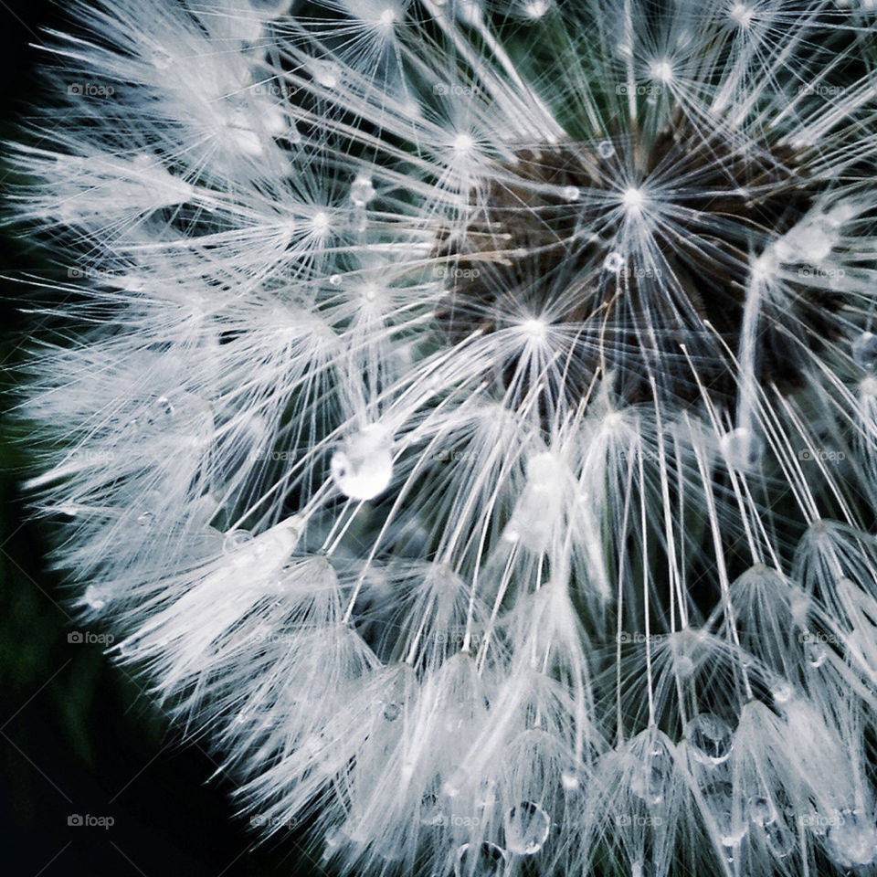 spring garden dandelion water by jeremygaylord