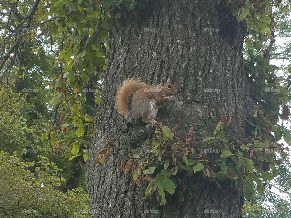 Squirrel, Prospect Park