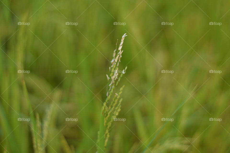 Rice crop.