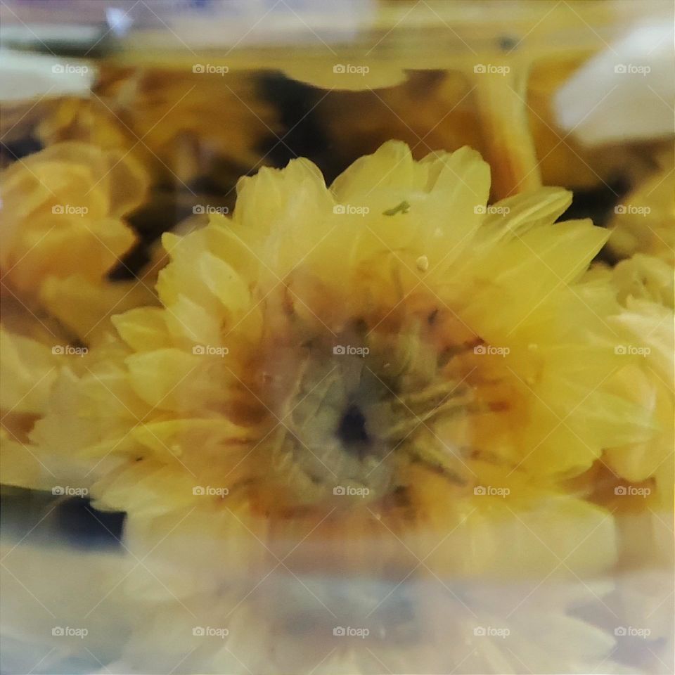 chrysanthemum in water bottle