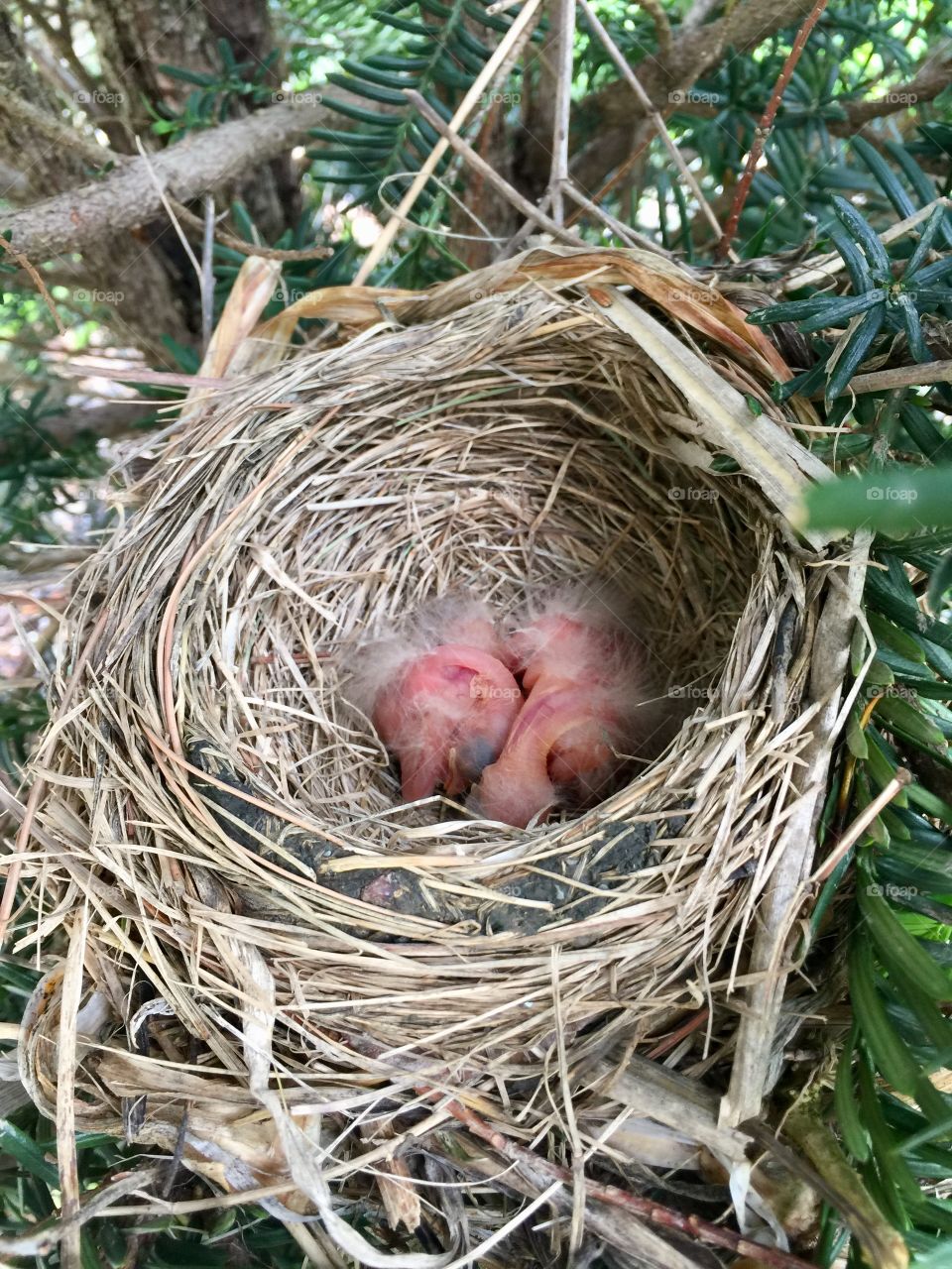 Baby Robins