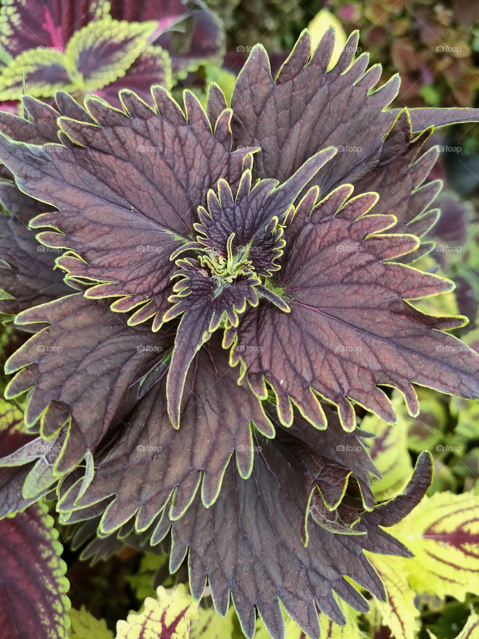 colorful coleus