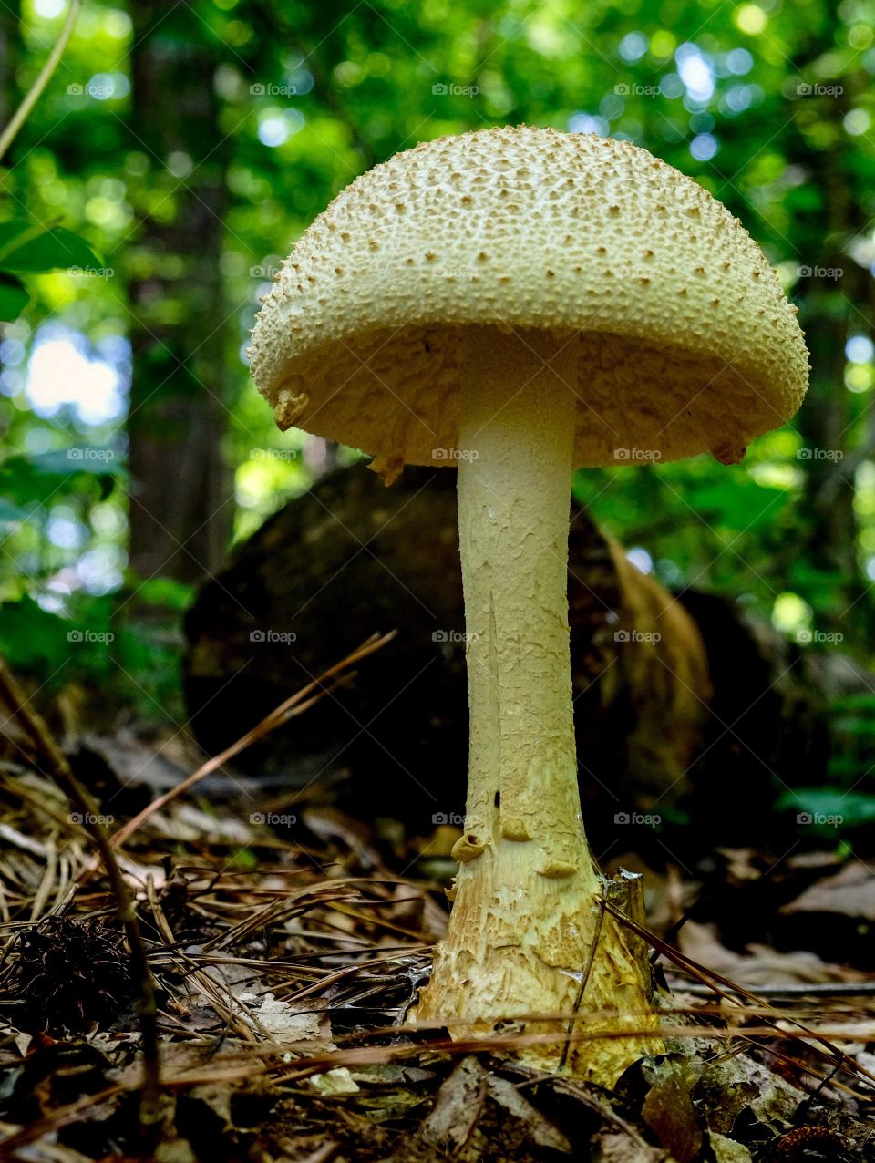 A large Coker’s Amanita mushroom stands tall in the forest at Yates Mill County Park in Raleigh North Carolina. But let it be...it’s poisonous. 
