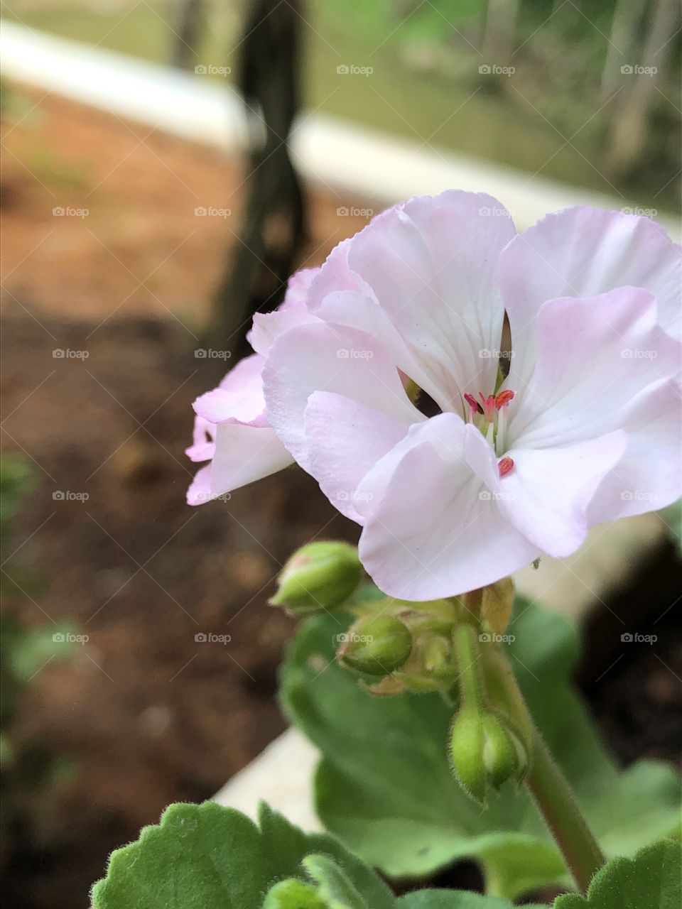 Flor rosa de perto