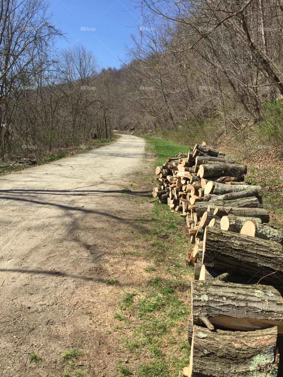 Tree, Wood, No Person, Nature, Landscape