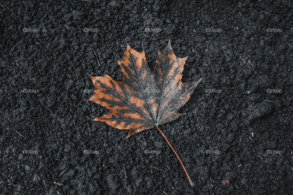 Orange fall leaf on dark background.  Fall mood concept