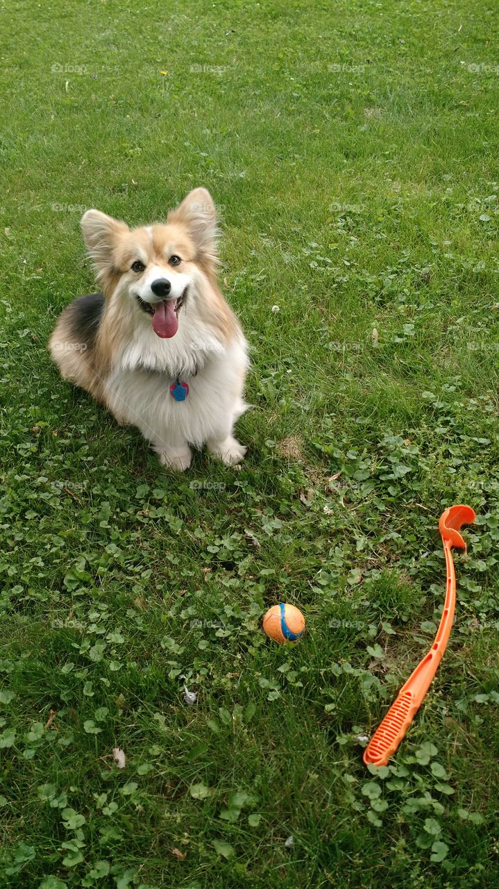 Fetching corgi