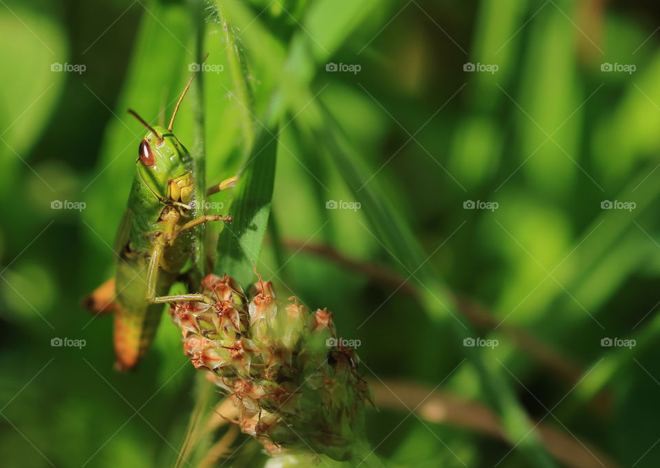 Green Grasshopper 