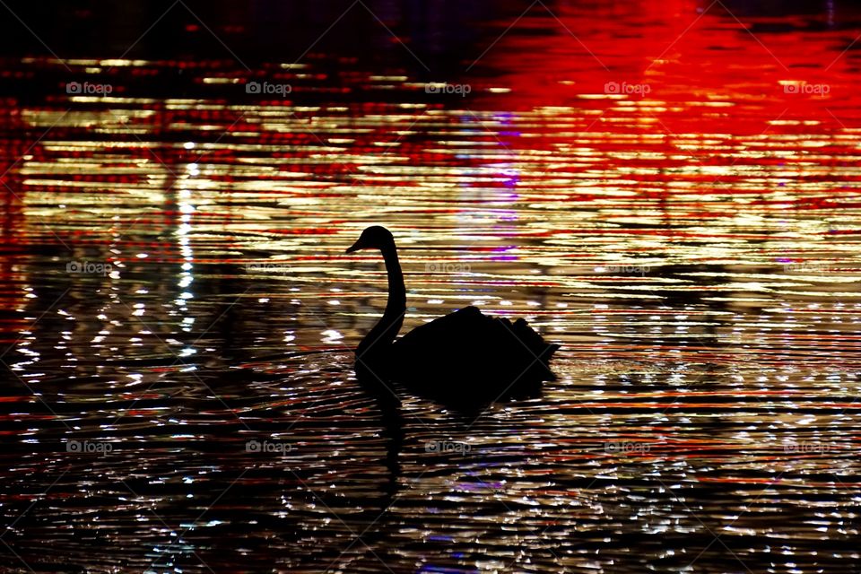 Swan silhouette swimming on river