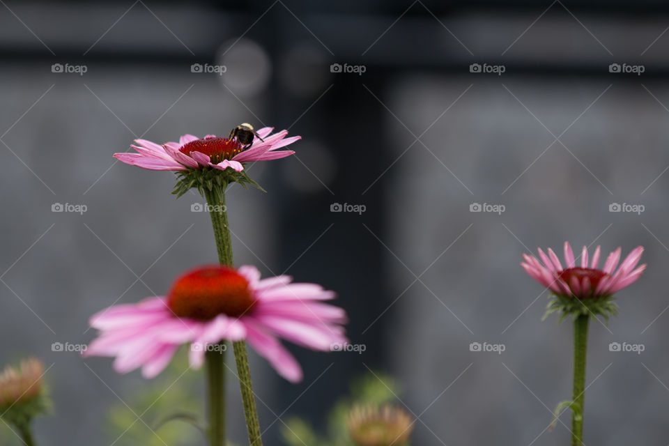 Flower, Nature, No Person, Flora, Summer