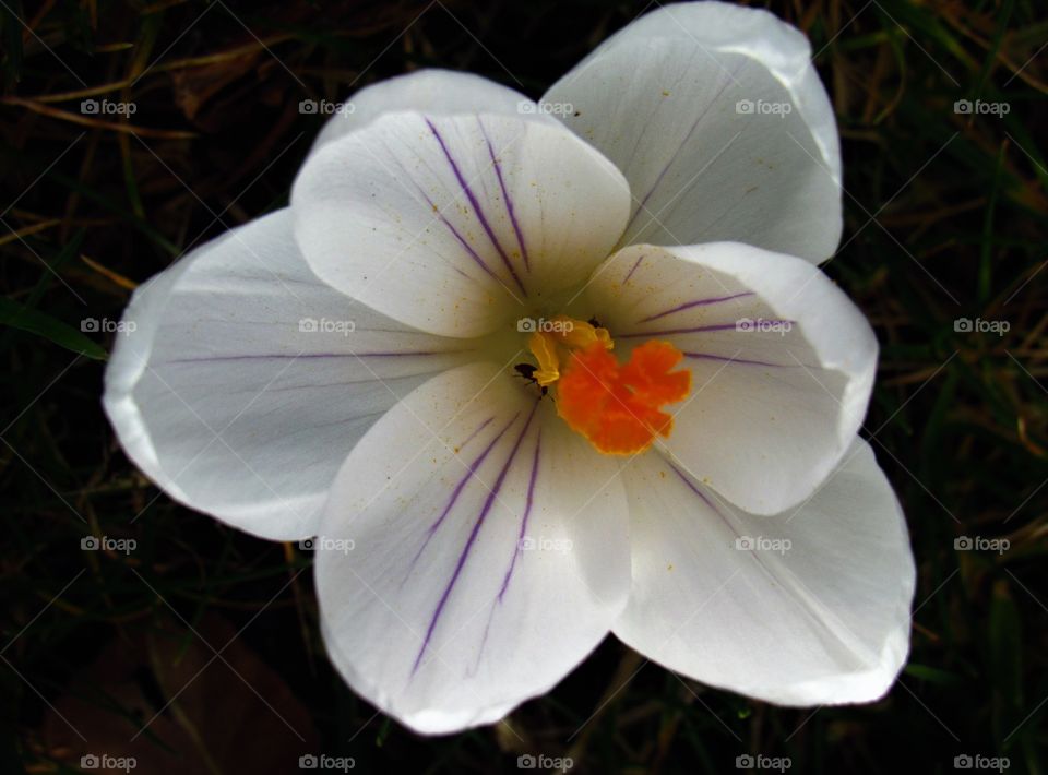 Crocus