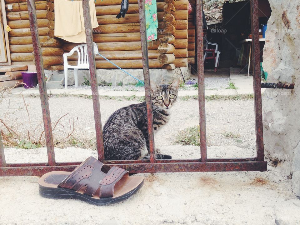 Cat on the street 