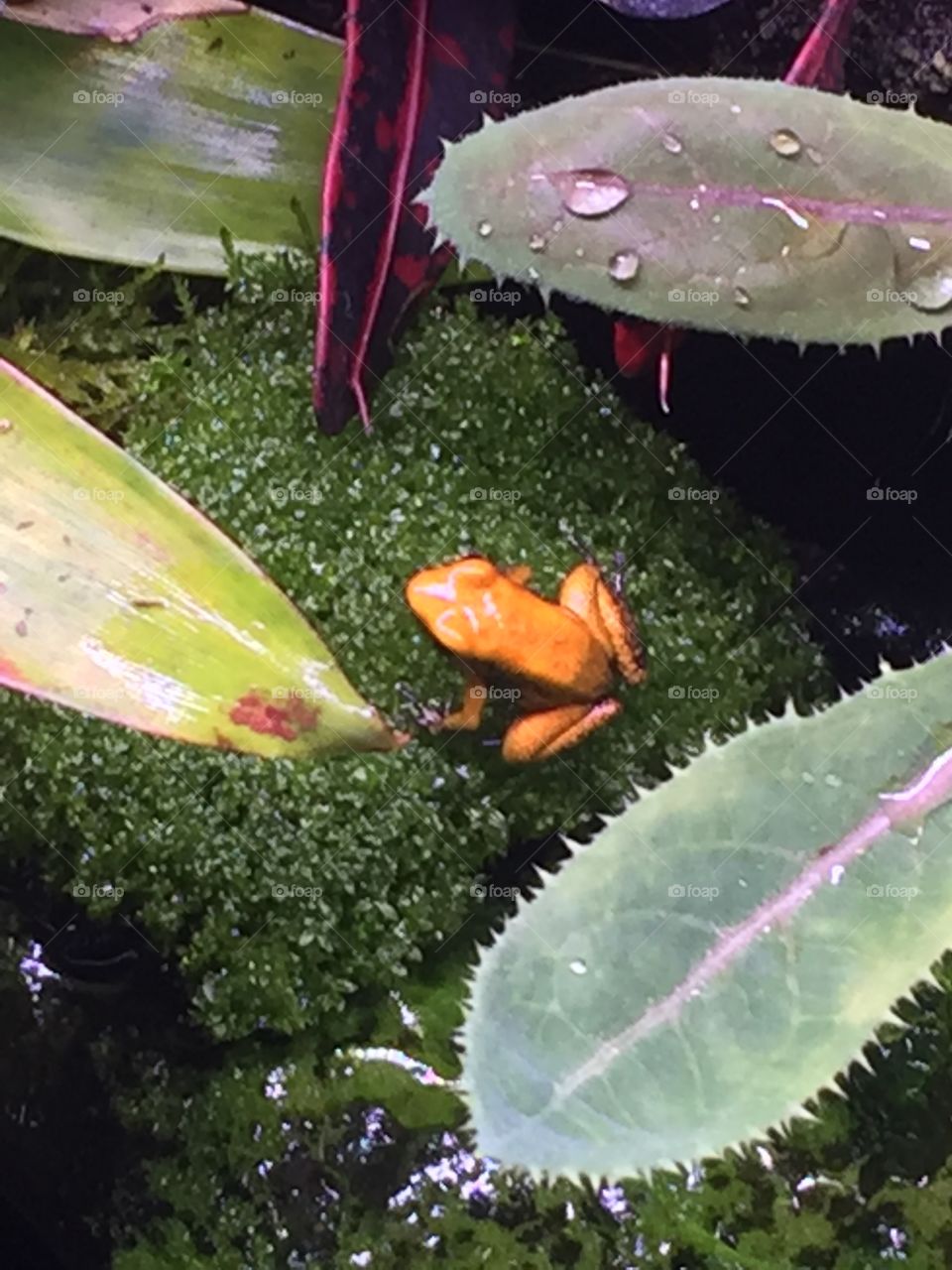 Orange and black dart frog.