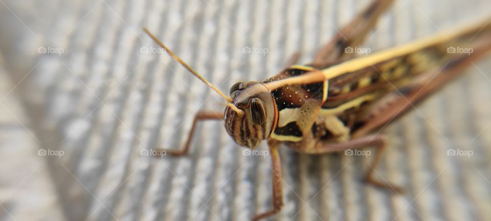 grasshopper on table