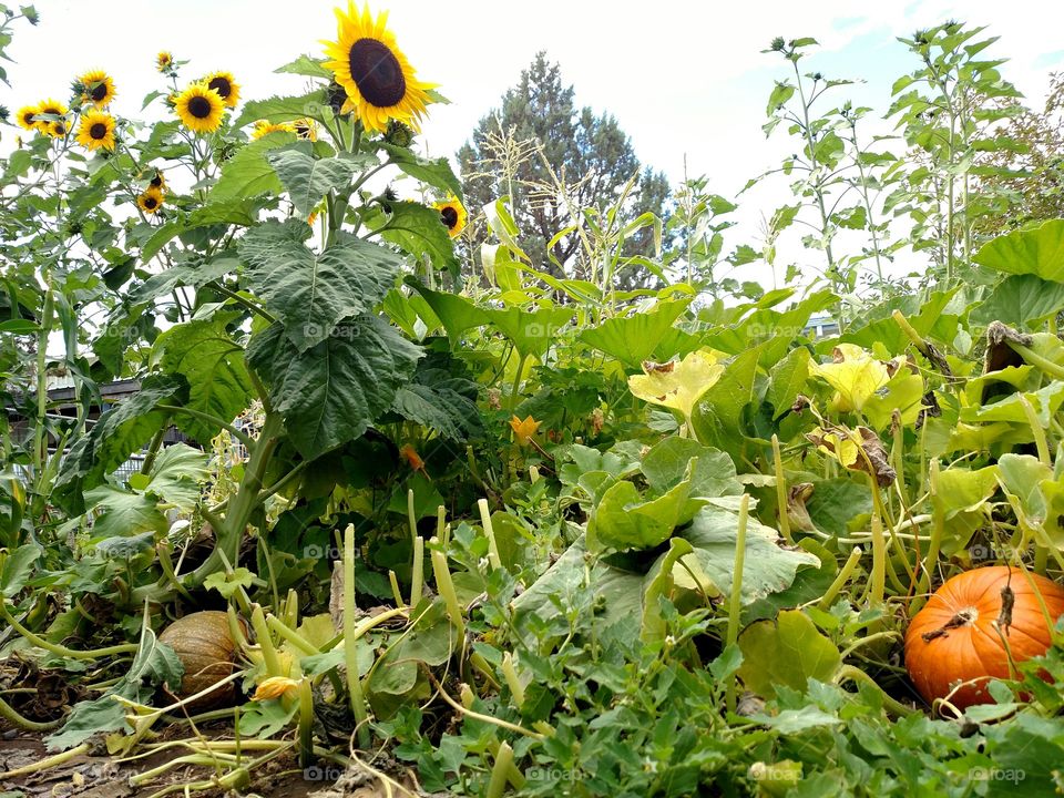 Pumpkins and Sunflowers in the Garden