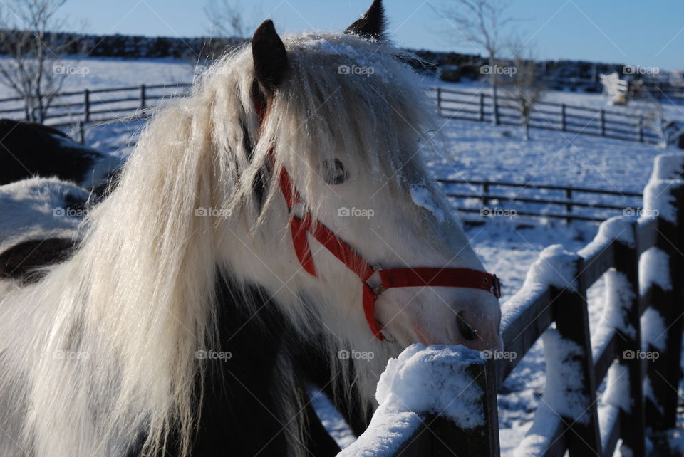Pony in the snow