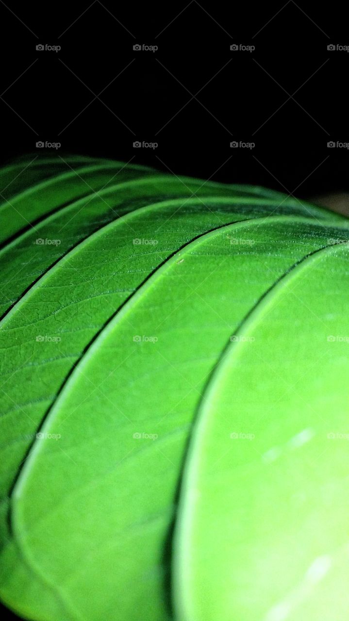 Dark to light greenery