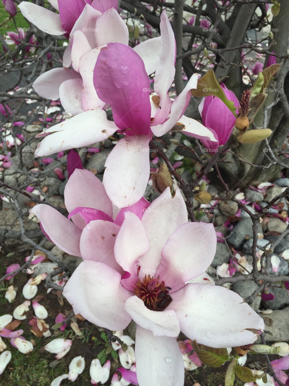 Close-up of a magnolia
