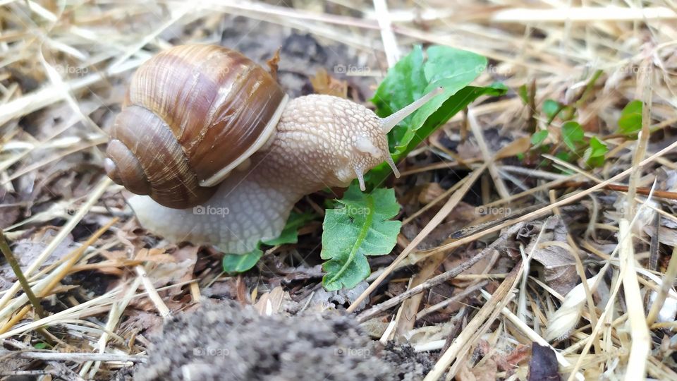 snail and leaf