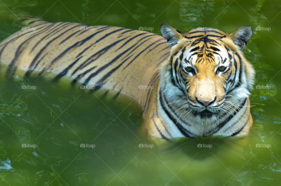 wild Tiger , Lok Kawi , kinarut , Sabah.The right timing