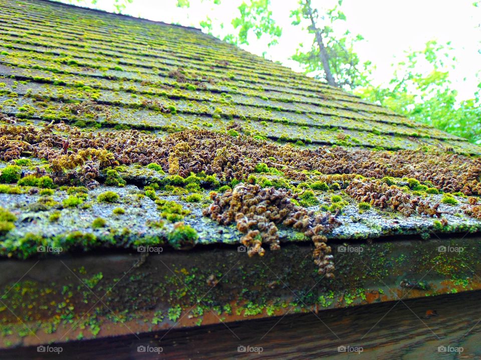 Moss covered roof