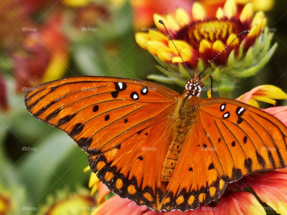 Orange butterfly on flower 