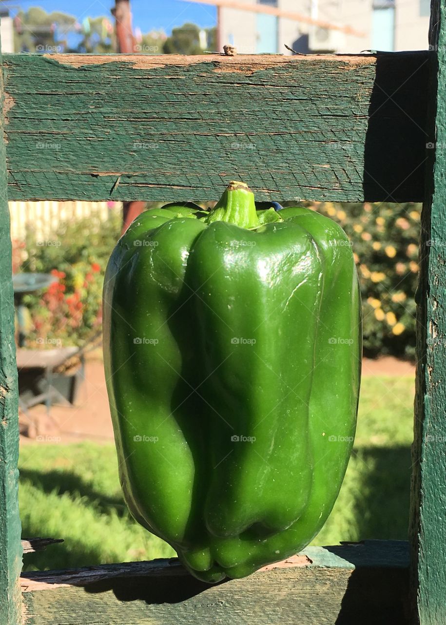 Green red bell pepper capsicum sitting on weathered green fence outdoors 