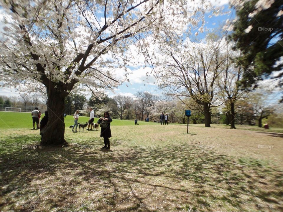 Cherry blossoms