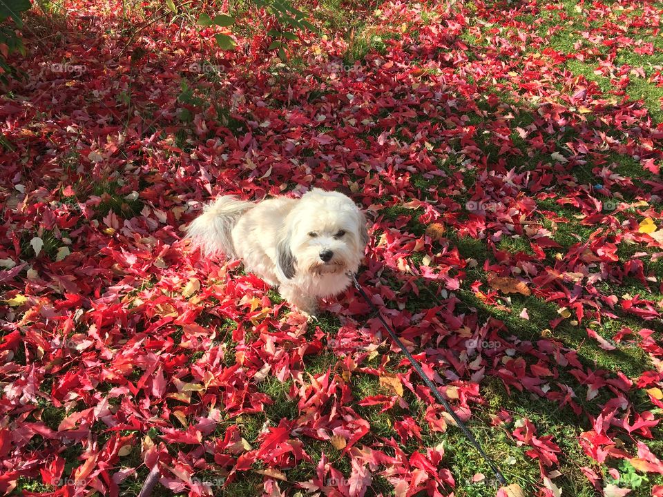Autumn dog
