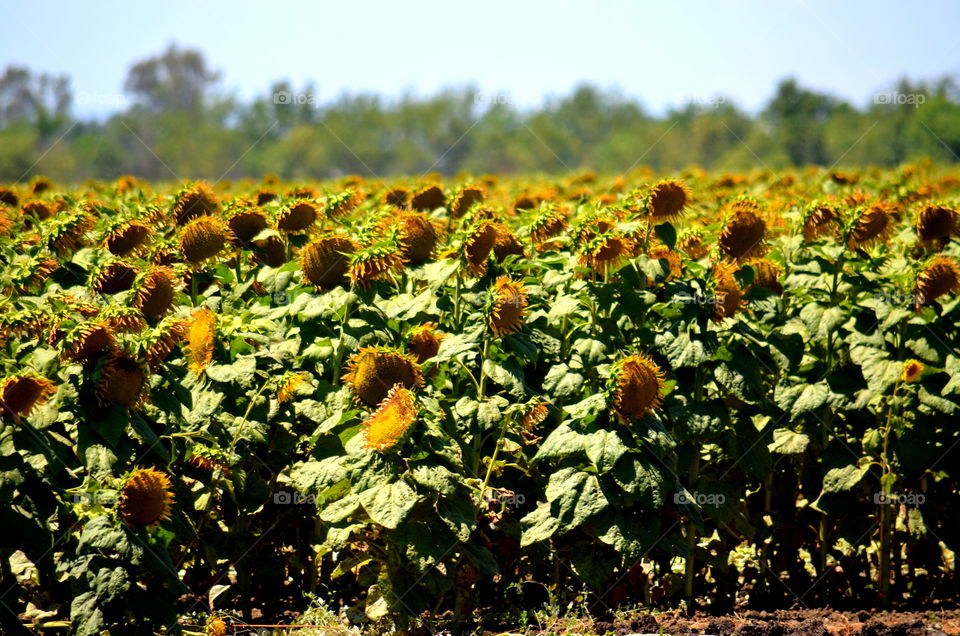 Sunflower Fields 🌻