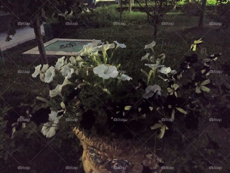 Узбекский
Английский
#Цикламен гули хакида суз борганда гул шайдолари албатта турфа рангларда очилувчи нафис чечакли ўсимликни кўз олдига келтиради. Бирок кўпчилик унинг альп фиалкаси, альп бинафшаси каби у кадар оммалашмаган номлари борлигини билма