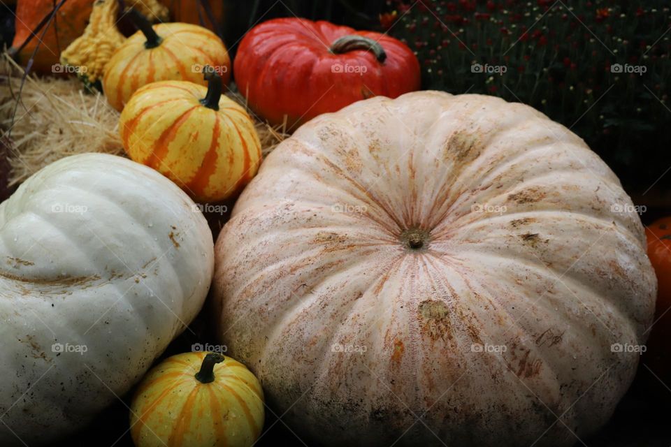 Autumn full with pumpkins 