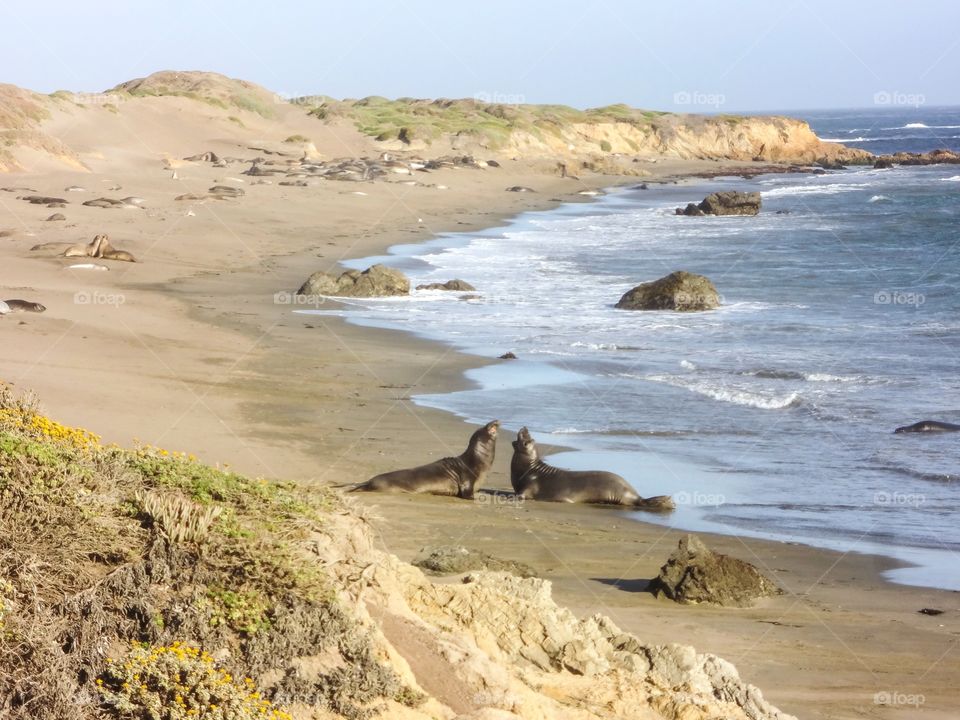 Elephant Seals on Shore