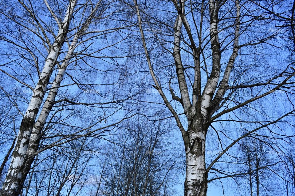 Birch