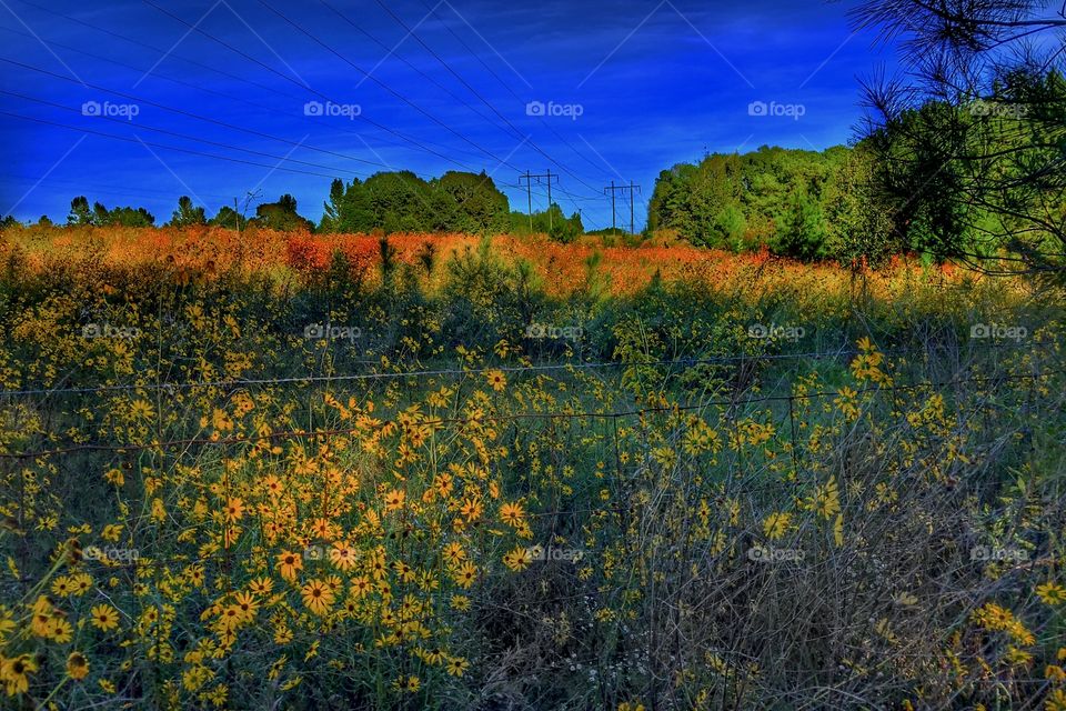 Field of Flowers 