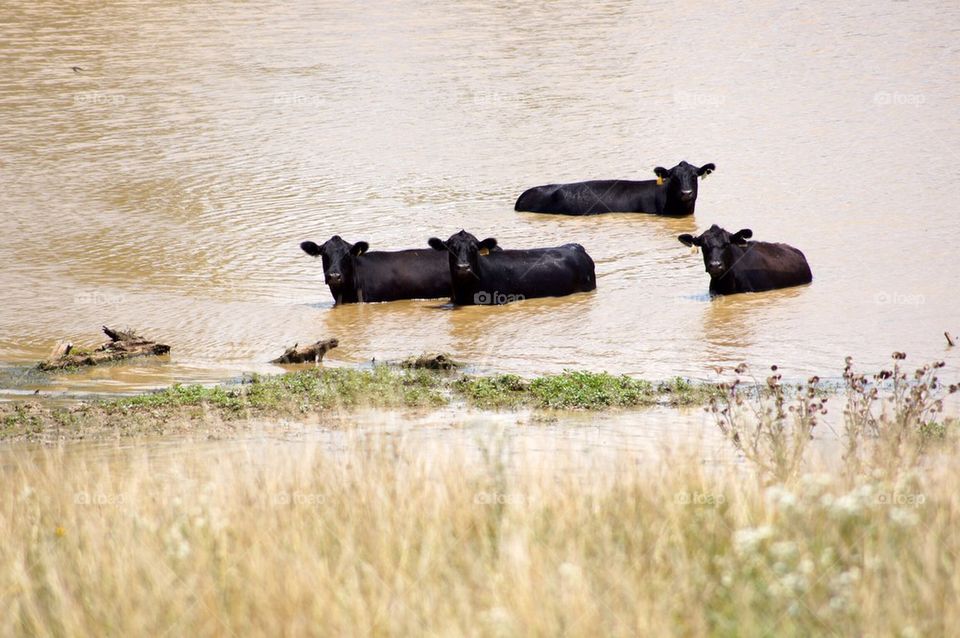 Cows cooling off